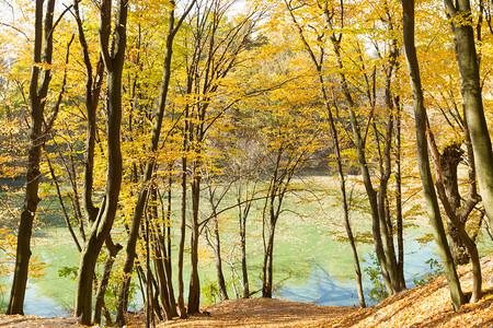 湖边秋天公园的美丽黄树橡木池塘植物群图片