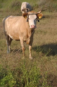 放牧肖像在一个田地里安静的棕色奶牛看着镜头景观图片