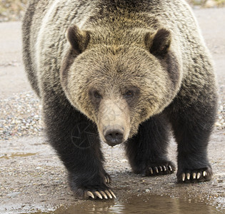 谷杰克逊鼠尾草灰熊在路边的泥坑里喝水图片