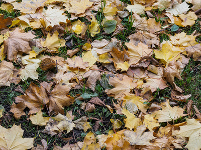 关闭地面黄色树叶Focus红色的季节户外图片