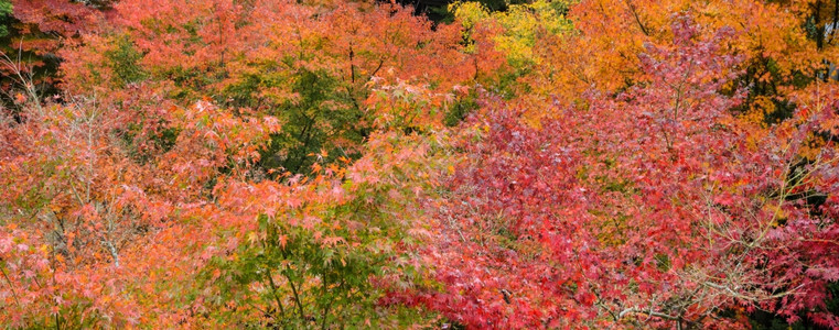 树木亚洲日本青的秋叶彩色图片