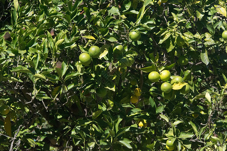 在西班牙马洛卡Mallorca的阳光明媚下午树上熟的绿橙子散景植物颜色图片
