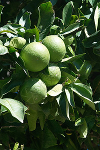 园艺自然在西班牙马洛卡Mallorca的阳光明媚下午树上熟的绿橙子水果图片