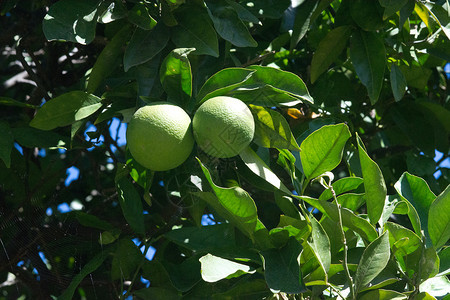 在西班牙马洛卡Mallorca的阳光明媚下午树上熟的绿橙子橘落下水果图片