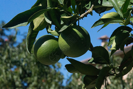 晴天夏令在西班牙马洛卡Mallorca的阳光明媚下午树上熟的绿橙子色图片