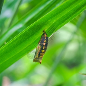 分娩野生动物闪电蝴蝶普帕图片