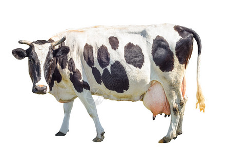 有趣的吃小牛在白色背景上被完全隔离的长在白色背景上的可爱的奶牛孤立在白色年轻发现黑母牛面前站在白色背景动物农场前图片