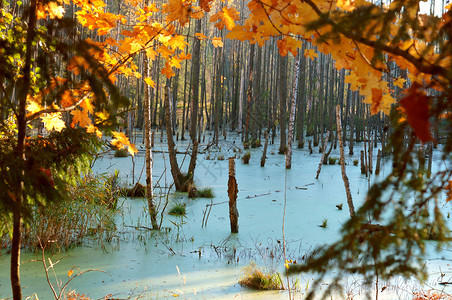 湖秋天的沼泽湿地风景秋天的沼泽水旅行图片