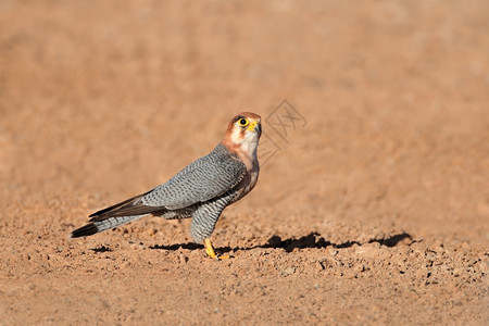 观看南非卡拉哈里沙漠的红颈猎鹰FalconFalcoChicquera野生动物猛禽图片