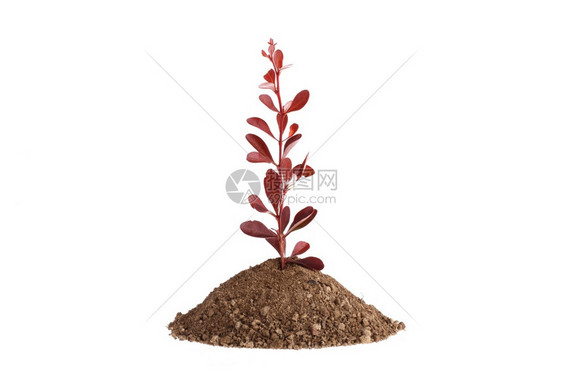 叶子园艺花从土壤中生长的红植物发芽孤立在白色上图片