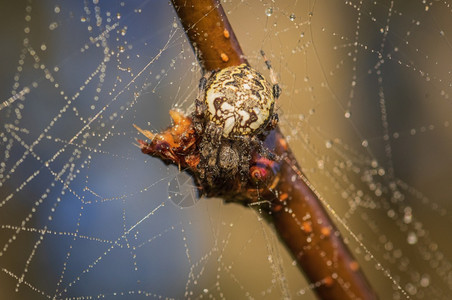 夏天滴新鲜蜘蛛坐在网上被露水覆盖与模糊的棕色和蓝背景相对图片