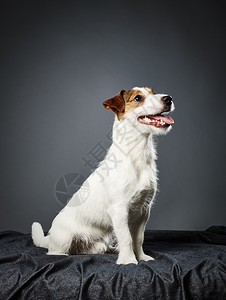动物有趣的可爱小狗杰克罗素泰瑞8个月大的男工作室拍摄和灰色背景宠物图片