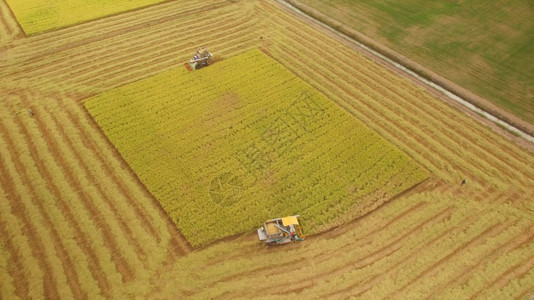 收成在泰国Ayutthaya的收割田上合并空中观察工业的最佳图片