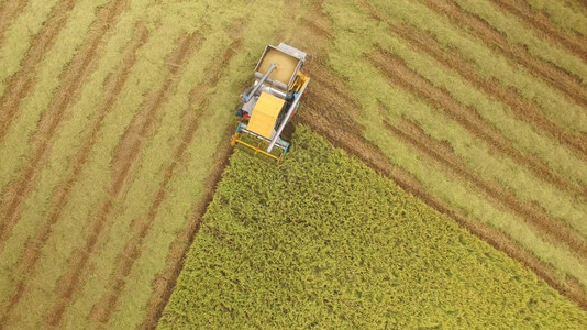 植物在泰国Ayutthaya的收割田上合并空中观察商业图片