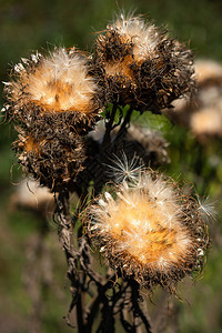 消逝的朝鲜蓟Cynaracardunculus秋光中枯萎的花朵出口图片