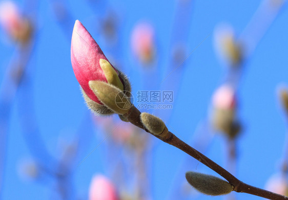 开花美丽的精粉红木兰巴德对蓝天图片