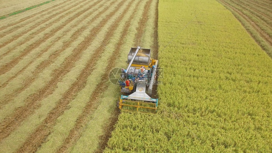 农业在泰国Ayutthaya的收割田上合并空中观察粮食工作图片