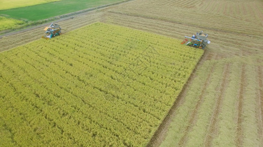 无人机在泰国Ayutthaya的收割田上合并空中观察粮食庄稼图片