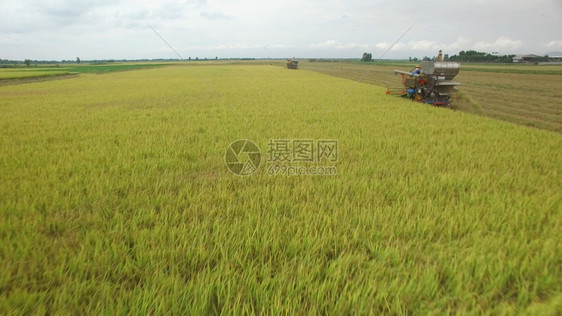 空气生长庄稼在泰国Ayutthaya的收割田上合并空中观察图片