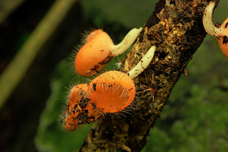 香槟橙蘑菇在树枝上热带美丽的菌类图片