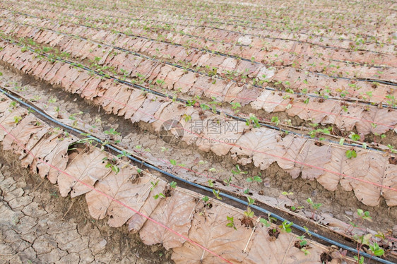 公园绿色种植的草莓浆果种植面积与保护农林区一样多来自草莓浆的有机图片