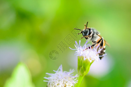 花园小蜜蜂是干净的腿和嘴在泰国草地上的山羊野吃青花打扫蓝色的背景图片
