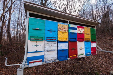 乡村的养蜂场蜜窝巢房图片