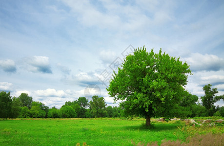 天绿草原上的单树木荒野图片