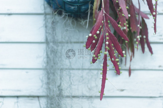 粉色的锅装饰植物屋图片