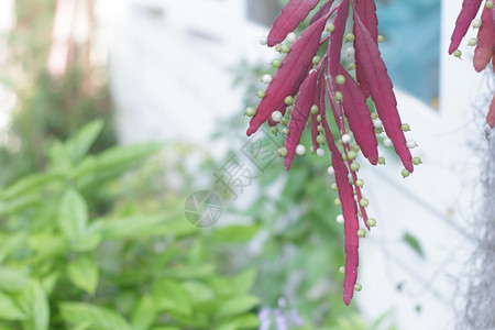 公园装饰植物绿色锅图片