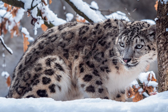 猫可爱的冬季雪中豹野猫图片