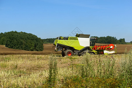 两台农业机器在田间作谷物收割机在田间作业农用地两台机器在田间作农用地收割机在田间作业加里宁格勒俄罗斯自然图片