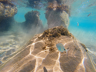 爱奥尼亚海水下景观带鞍海鲷Obladamelanuragopro拍摄水色杂草生态图片