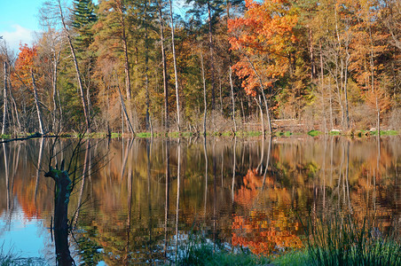 公园秋天的森林和湖泊中的秋天森林和湖泊俄罗斯丰富多彩的图片