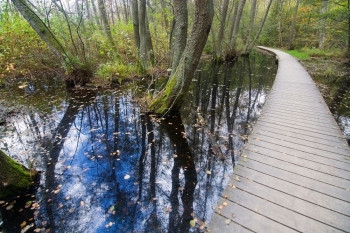 步行斯堪的纳维亚10月在瑞典斯德哥尔摩通过湿森林地貌的木板横行10月有机的图片