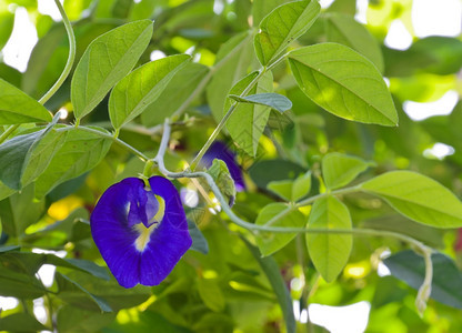 蝶豆户外或者在东南亚花朵用来给食物涂彩色在东南亚花朵被用来为食物染彩图片