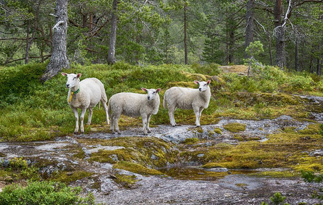 景观自然夏天3只绵羊或羔在Balestrand附近的likholefossen的森林中Norway观看摄像头图片