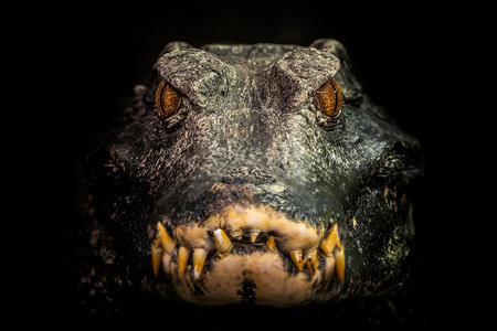 爬虫鳄鱼头目帕利奥斯巴比布索德瓦尔夫凯曼巴西水图片