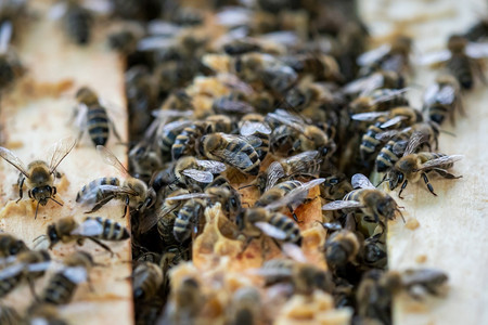 蜂蜡金的健康近距离观看开放的蜂巢显示窝中蜜组成的框架图片