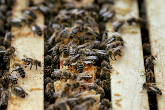 人口稠密金的麻疹近距离观看开放的蜂巢显示窝中蜜组成的框架图片