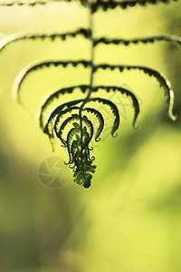 剪影叶蕨绿色季节丰富多彩的图片