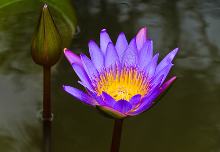 池塘中绽放的莲花图片