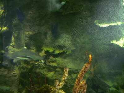 靠近生长底部附岩石之间在水下移动的鲨鱼绿色图片