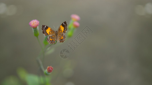 最佳漏洞灰色的黄和棕蝴蝶的顶视图白点靠在一朵粉红色的小花上绿茎灰背景不集中图片