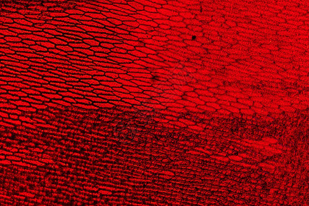 洋葱的明显外皮细胞适合作为草原背景的内皮细胞红番茄的清洁外皮细胞植物表最佳图片
