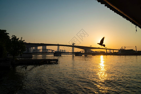 鸟结构体水清晨天亮时起桥清晨在曼谷市的河边上图片