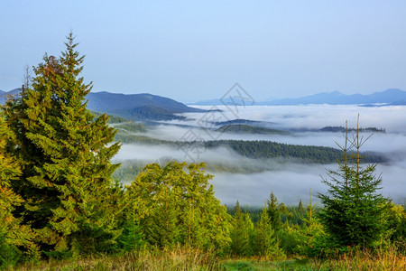 有雾绿色森林无云清晨明青绿草夏谷的清晨雾中浅的青草和花岗岩在夏谷的早起雾中背景图片