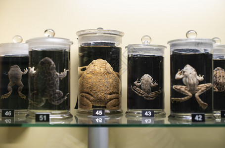 身体生物学在玻璃容器中保存和的青蛙在石灰瓶中保存和的有冷冻剂氟化液保护的青蛙生活图片