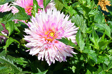 Dahlia花朵拉丁Dahlia夏天在花床上美丽粉色的花图片