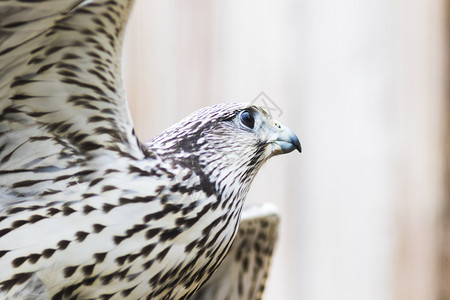 肖像动物SakerFalconFalcocherrug巴伐利亚德国欧洲荒野图片